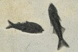 Multiple Fossil Fish (Mioplosus & Knightia) Plate - Wyoming #222871-2
